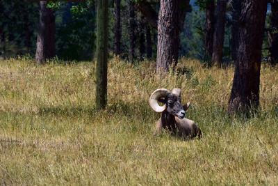 Sheep on tree trunk in forest