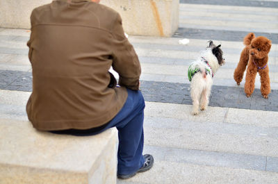 Rear view of woman with dog walking on steps