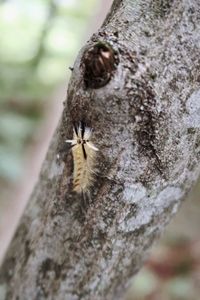 Close-up of insect on tree trunk