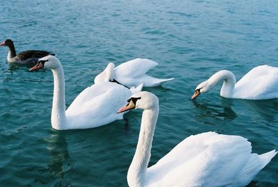 Two swans swimming in lake