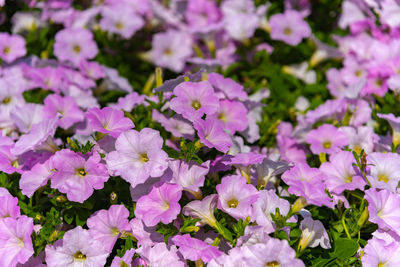 Petunia flowers petunia hybrida in the garden. flowerbed with multicoloured petunias in springtime