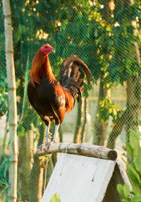 Close-up of rooster in farm