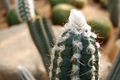 Close-up of cactus