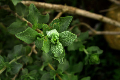 Close-up of plant growing on field