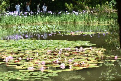 Lotus water lily in lake