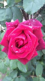 Close-up of pink rose