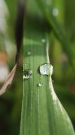 Close-up of insect on leaf