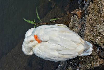 High angle view of white duck on rock