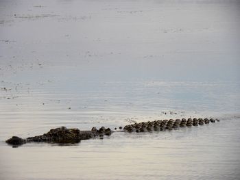 Crocodile on sea shore