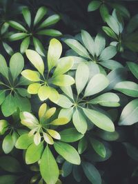 High angle view of flowering plant leaves