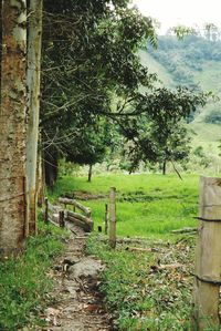 Footpath in park