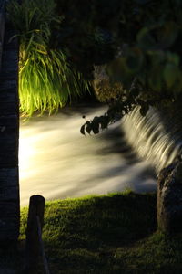 Plants growing in water