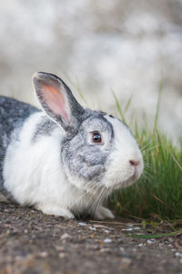 Portrait of a cute dutch rabbit, adorable bunny, bokeh background