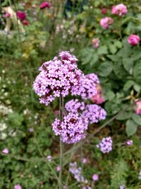 Close-up of pink flowering plants on field