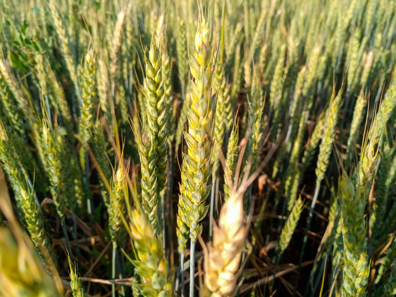 FULL FRAME SHOT OF WHEAT CROP