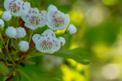 Close-up of white flowering plant