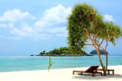 Palm tree on beach against sky