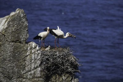 Seagulls perching on a rock