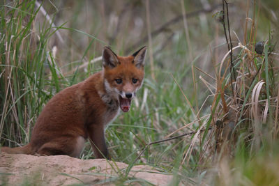 Portrait of a rabbit in the field