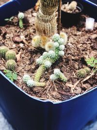 High angle view of succulent plant on field