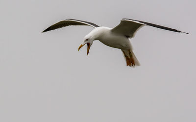 Low angle view of seagull flying in sky