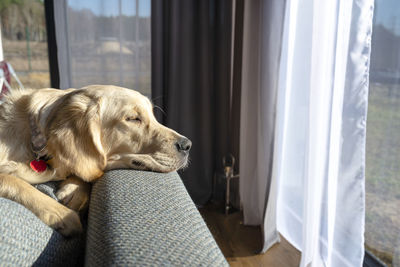 A young male golden retriever lies on the couch backrest in the rays sun in living room of the home.