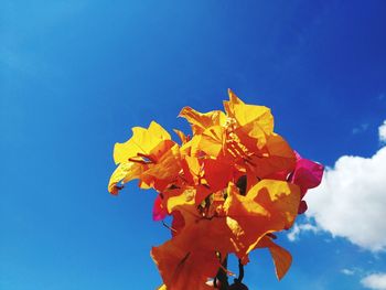 Low angle view of yellow flowering plant against blue sky