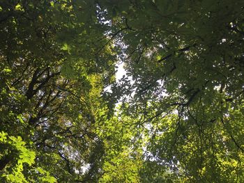 Low angle view of trees in forest