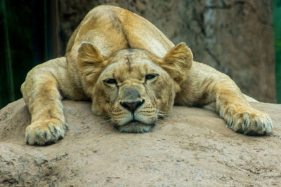 Portrait of a cat resting