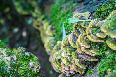 Close-up of mushrooms growing on moss covered tree