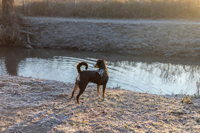 Dog standing in a lake