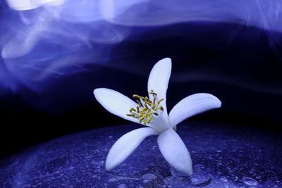 Close-up of white flowering plant