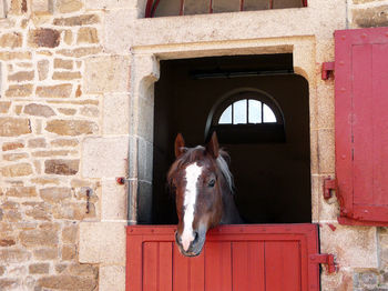 Portrait of horse in stable