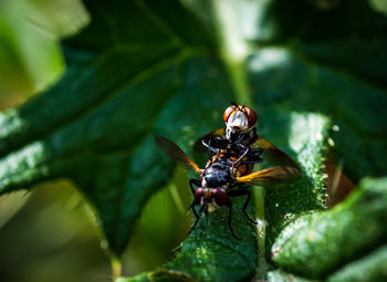 Close-up of insect on leaf