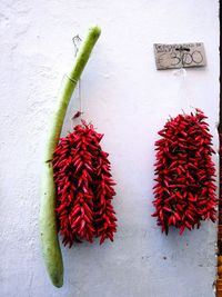 Close-up of plant against wall