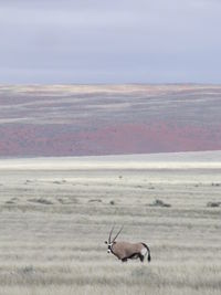 Oryx antelope in the empty vastness of namibian landscape 