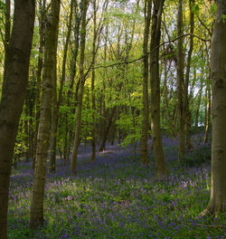 Trees in forest