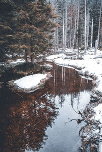 Frozen trees in forest during winter