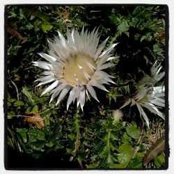 Close-up of white flowers