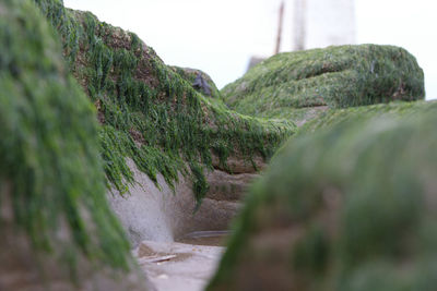 Close-up of moss growing on rock against sky