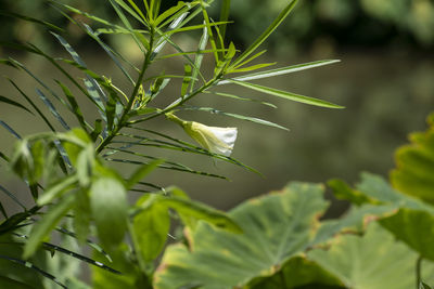 Close-up of fresh green plant