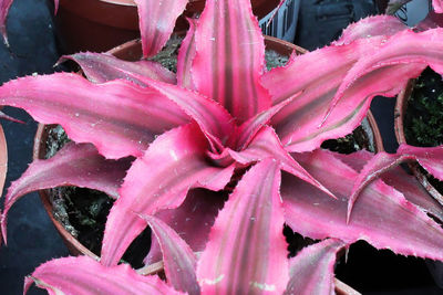 Close-up of wet pink rose plant