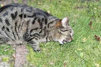 Full length of a cat