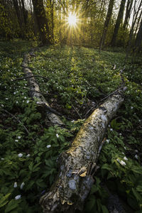 Sunlight falling on trees in forest