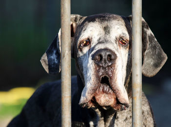 Close-up portrait of dog seen through fence