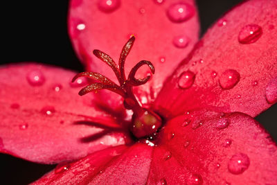 Close-up of water drops on red flower