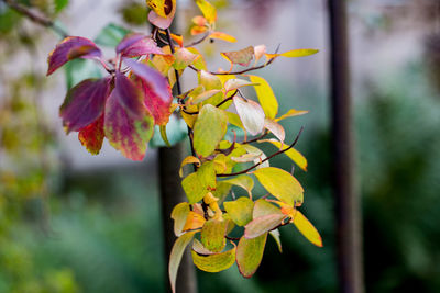 Close-up of yellow flower