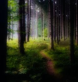 Trees growing in forest