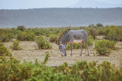 Zebra on field against trees