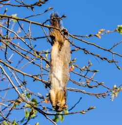 Low angle view of bare trees against clear blue sky
